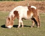 Ter dekking aangeboden: Shetland pony hengst, Hengst