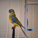 Opgezette turquoise parkiet, in goede staat!, Ophalen of Verzenden, Vogel, Opgezet dier
