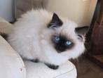Ragdoll met stamboom ouders getest met garantie, Dieren en Toebehoren, Katten en Kittens | Raskatten | Langhaar