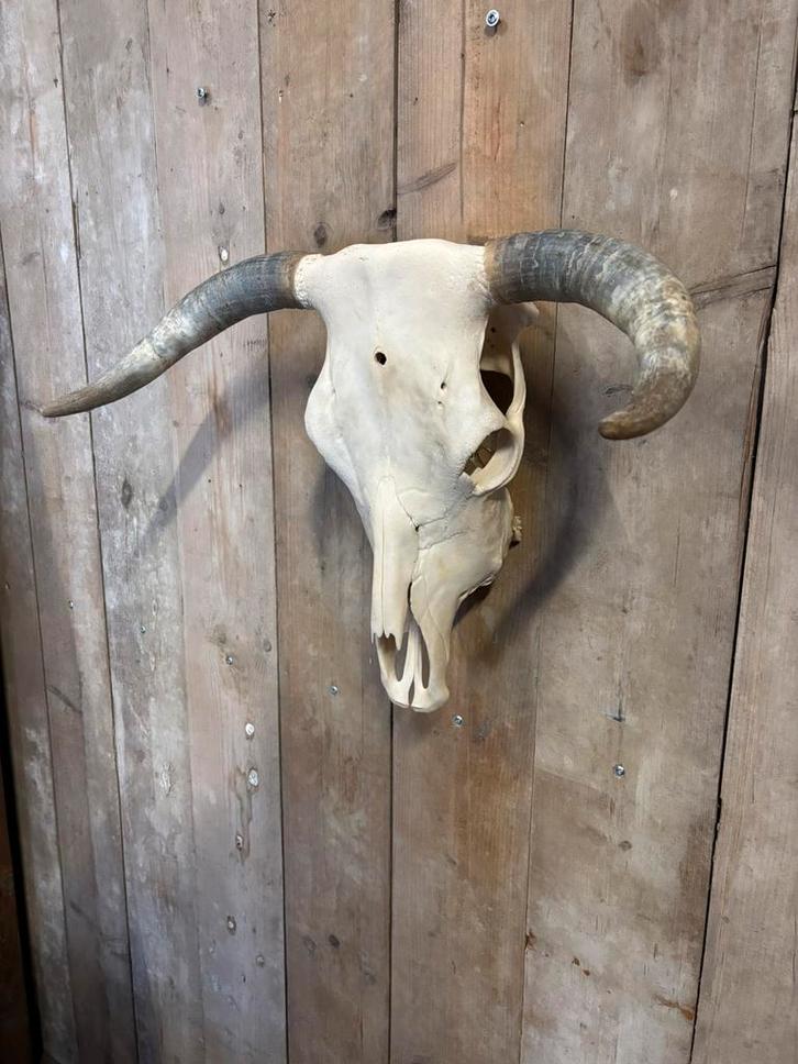Mooie stoere koe schedel met hoorns, Verzamelen, Dierenverzamelingen, Nieuw, Schedel, Boerderijdier, Ophalen of Verzenden