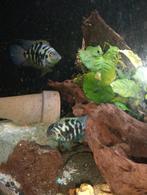 Polar bleu parrot fishs, Dieren en Toebehoren, Ophalen