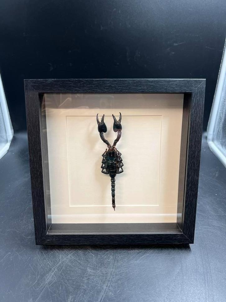 Schorpioen in lijst, Verzamelen, Dierenverzamelingen, Nieuw, Opgezet dier, Insect, Ophalen of Verzenden