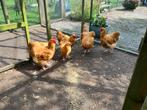 jonge hanen grote Orpington Buff, Dieren en Toebehoren, Pluimvee, Mannelijk, Kip