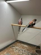 Koppel bourkes | bourkes, Dieren en Toebehoren, Vogels | Parkieten en Papegaaien, Meerdere dieren, Parkiet