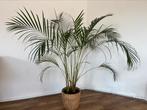 Areca Palm H140cm, Huis en Inrichting, Kamerplanten, Palm, Ophalen