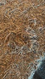 Weidehooi 2025, Dieren en Toebehoren, Ophalen, Vee