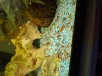 Neocardina mix, Dieren en Toebehoren, Vissen | Aquariumvissen, Vis