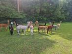 alpaca, Dieren en Toebehoren, Overige Dieren, April, Meerdere dieren