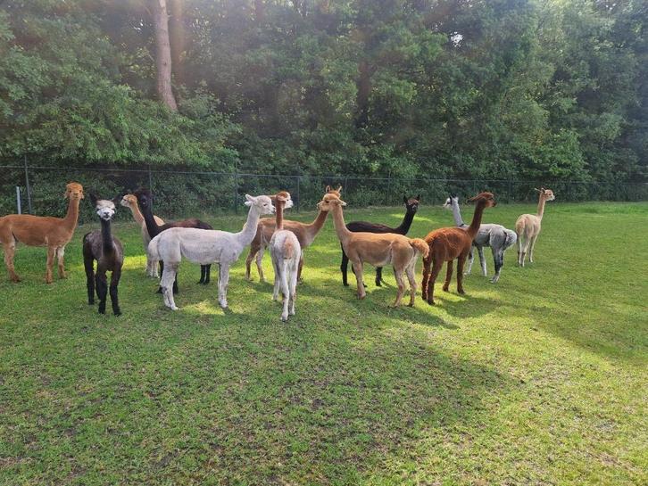 alpaca, Dieren en Toebehoren, Overige Dieren, Meerdere dieren, April