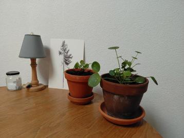Pannenkoekenplanten - Makkelijk te verzorgen! 5.50 per stuk beschikbaar voor biedingen