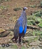 Gierparelhoen, Mannelijk, Kip