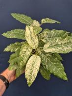 Ficus Moonshine Snowstorm p14 (1)