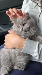 Britse korthaar kitten assenede, Dieren en Toebehoren, Ophalen, Zo goed als nieuw, Overig speelgoed