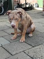 American bully.   Bully xl.    Pitbull   Puppy, Dieren en Toebehoren, 15 weken tot 1 jaar, Teef, Groot, Eén hond