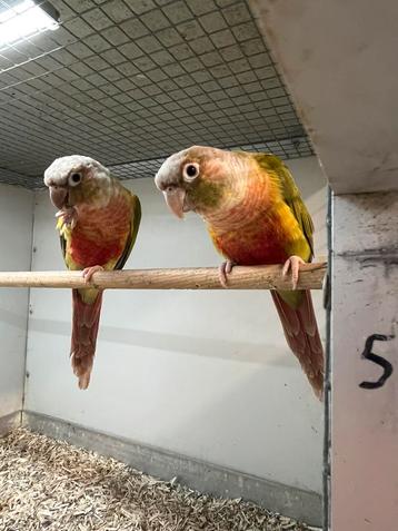 1-1 Pyrrhura Pineapple Tam beschikbaar voor biedingen