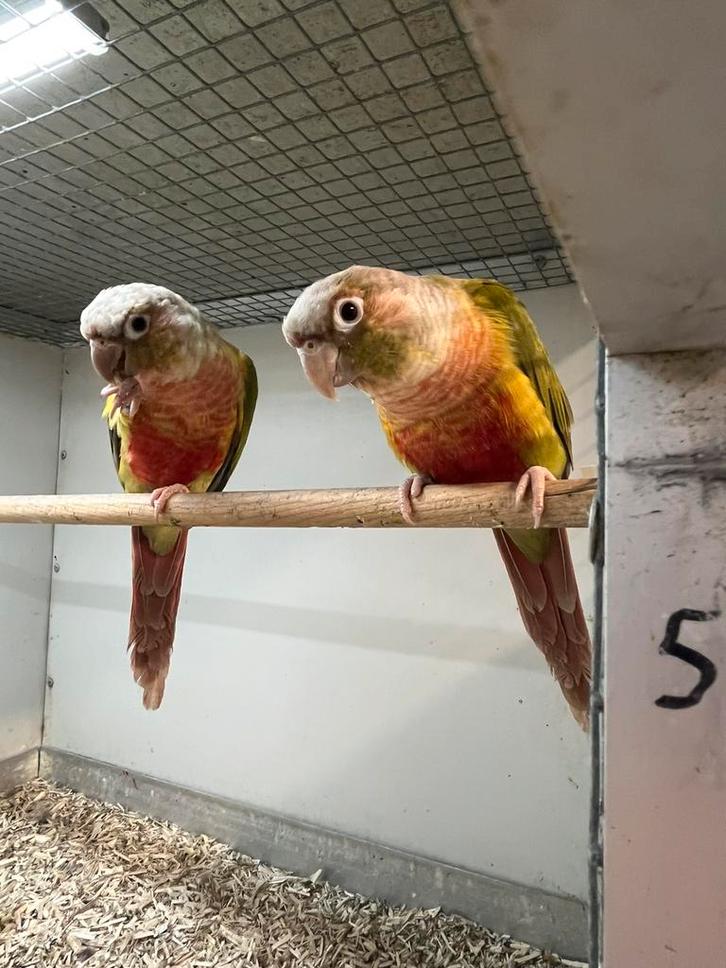 1-1 Pyrrhura Pineapple Tam, Dieren en Toebehoren, Vogels | Parkieten en Papegaaien, Parkiet, Meerdere dieren, Geringd