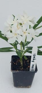 Nerium oleander Soeur Agnes Wit, Ophalen of Verzenden, Zomer, Overige soorten, Volle zon