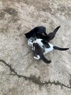 Boerderij poesjes, Poes, 0 tot 2 jaar