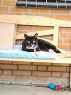 Kater/Poes gezocht!, Dieren en Toebehoren, Katten en Kittens | Overige Katten, 0 tot 2 jaar