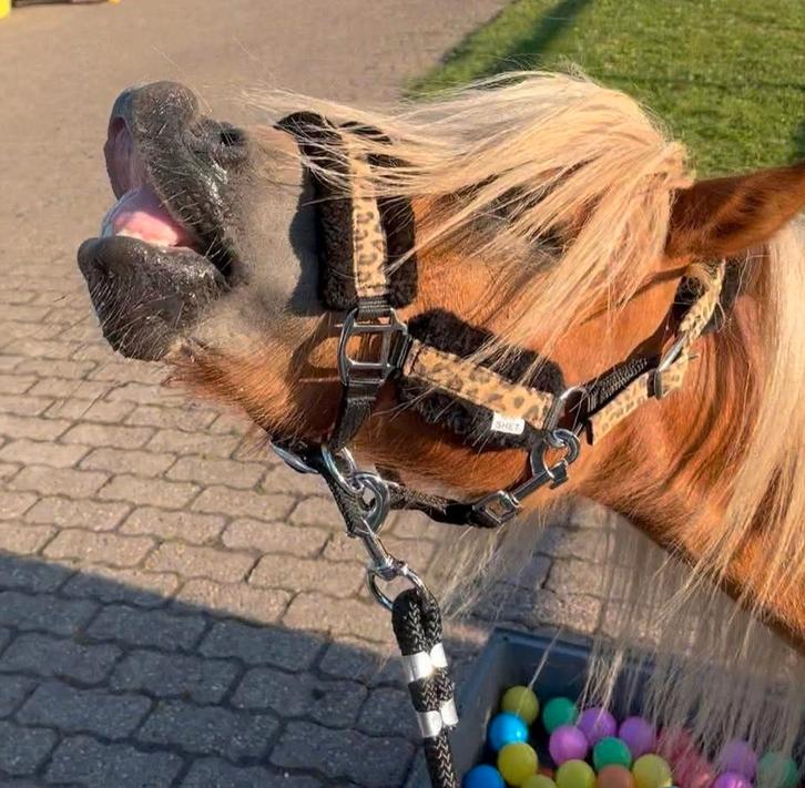 Liefdevolle verzorger gezocht voor jonge Shetlander, Dieren en Toebehoren, Paarden en Pony's | Verzorgingsproducten, Ophalen