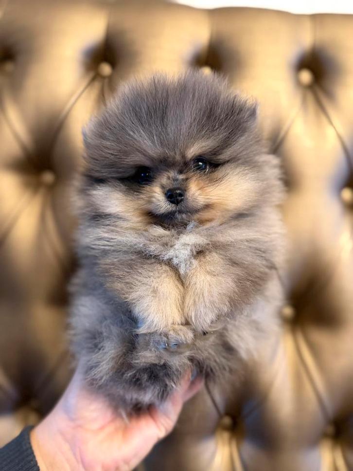Pomeriaan pups merle / black and brown, Dieren en Toebehoren, Honden | Poolhonden, Keeshonden en Oertypen, Meerdere dieren, Keeshond