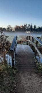 Gezocht: Beagle, Dieren en Toebehoren, Honden | Beagles, Bassets en Lopende honden, Beagle, 15 weken tot 1 jaar, Reu, Eén hond