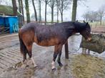 Lieve 2 jarige new forest ruin, Dieren en Toebehoren, Pony's, Ruin, 0 tot 2 jaar