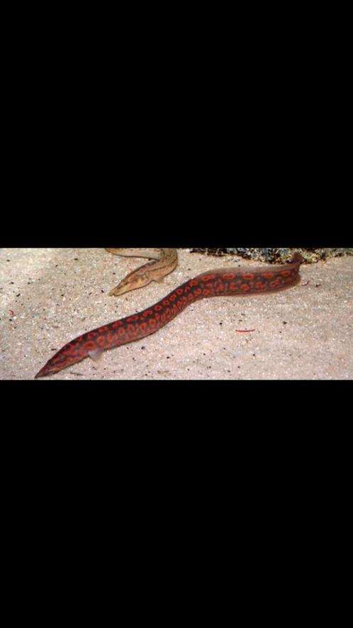 Malawi Alen Zeer Zeldzaam Mastacembelus Shiranus & Rosette, Dieren en Toebehoren, Vissen | Aquariumvissen, Zoetwatervis, Vis