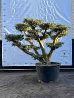 Mooie pon pon olijfboom, Bloeit niet, 100 tot 250 cm, Olijfboom, Ophalen