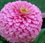 Zaden Zinnia Miss Willmott, Verzenden, Voorjaar, Volle zon, Zaad