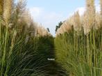 Supergrote tuinplanten voor weinig!, Tuin en Terras, Vaste plant, Herfst, Siergrassen, Ophalen of Verzenden