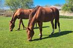 Stal  gezocht voor deze twee paarden zie omschrijving, Dieren en Toebehoren, Stalling en Weidegang