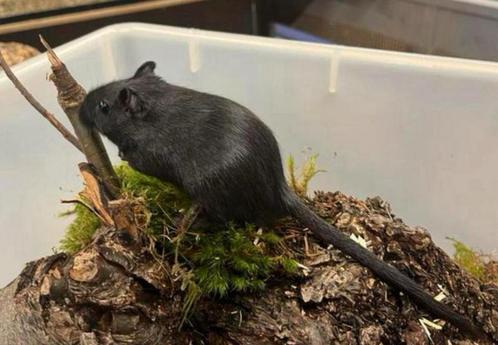 Gerbilbroertjes Gezocht? Hier Zijn We!”, Dieren en Toebehoren, Knaagdieren, Mannelijk, Hamster, Na 1 juli 2024, Tam