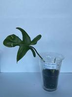 Philodendron florida green (2), Ophalen of Verzenden, Overige soorten, Minder dan 100 cm