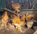 Brahma hanen, Dieren en Toebehoren, Pluimvee, Mannelijk, Kip