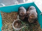 Twee lieve jonge beertjes cavia's incl hok en toebehoren, Dieren en Toebehoren, Knaagdieren, April, Mannelijk, Cavia