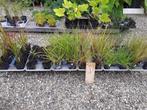 Siergrassen, o.a. vedergras, eragrostis, calamagrostis, Ophalen, Volle zon, Vaste plant, Siergrassen