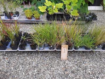 Siergrassen, o.a. vedergras, eragrostis, calamagrostis beschikbaar voor biedingen