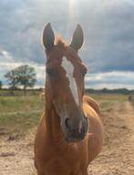 Lieve en brave oldenburg merrie 16jaar, Merrie, Gechipt, 160 tot 165 cm, 11 jaar of ouder