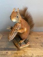 Opgezette rode eekhoorn in wintervacht, Ophalen of Verzenden, Gebruikt, Overige soorten, Opgezet dier
