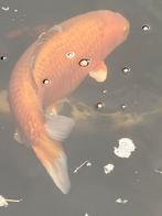 Diverse koi’s te koop, Tuin en Terras, Vijvers, Ophalen