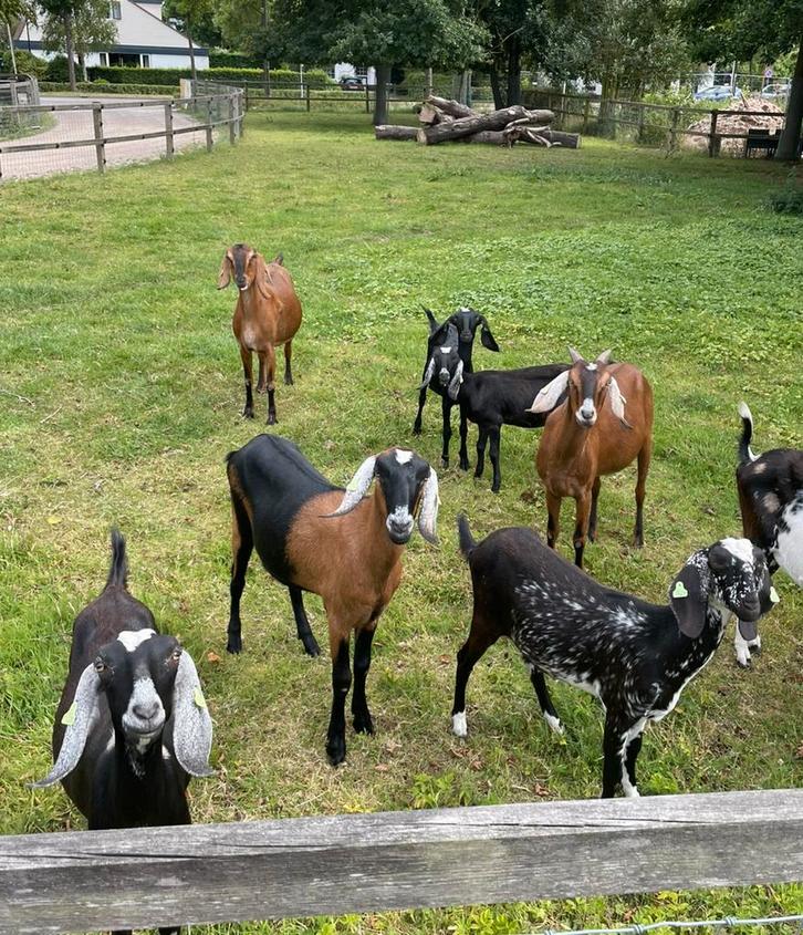 8 Nubische geiten te koop, Dieren en Toebehoren, Schapen, Geiten en Varkens, Geit, Vrouwelijk