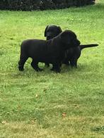 Labrador pups/ Labrador puppies prijs 800 euro, Dieren en Toebehoren, Honden | Retrievers, Spaniëls en Waterhonden, Rabiës (hondsdolheid)
