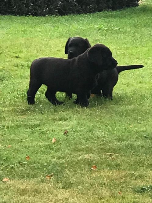 Labrador pups/ Labrador puppies prijs 800 euro, Dieren en Toebehoren, Honden | Retrievers, Spaniëls en Waterhonden, Meerdere dieren
