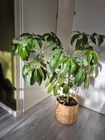 Kamerplant, Huis en Inrichting, Kamerplanten, Ophalen, Halfschaduw, Minder dan 100 cm