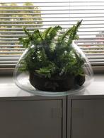 Grote glazen schaal, Ophalen, Overige kleuren, Minder dan 50 cm, Glas