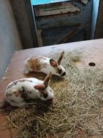 Mooie jonge konijnen, Ophalen of Verzenden, Minder dan 75 cm, Minder dan 60 cm