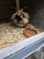 Vrouwtjes konijn gratis, Dieren en Toebehoren, Minder dan 60 cm, 110 cm of meer, Ophalen of Verzenden, Zo goed als nieuw