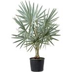 Bismarckia Nobilis - Blauwe Palm g41447, Tuin en Terras, Planten | Tuinplanten, Ophalen of Verzenden