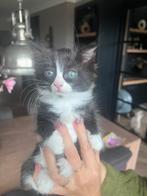 Ragdoll X Britse Korthaar X Europese Korthaar nog 2 beschikb, Dieren en Toebehoren, Meerdere dieren, Ontwormd
